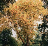 autunno autunno