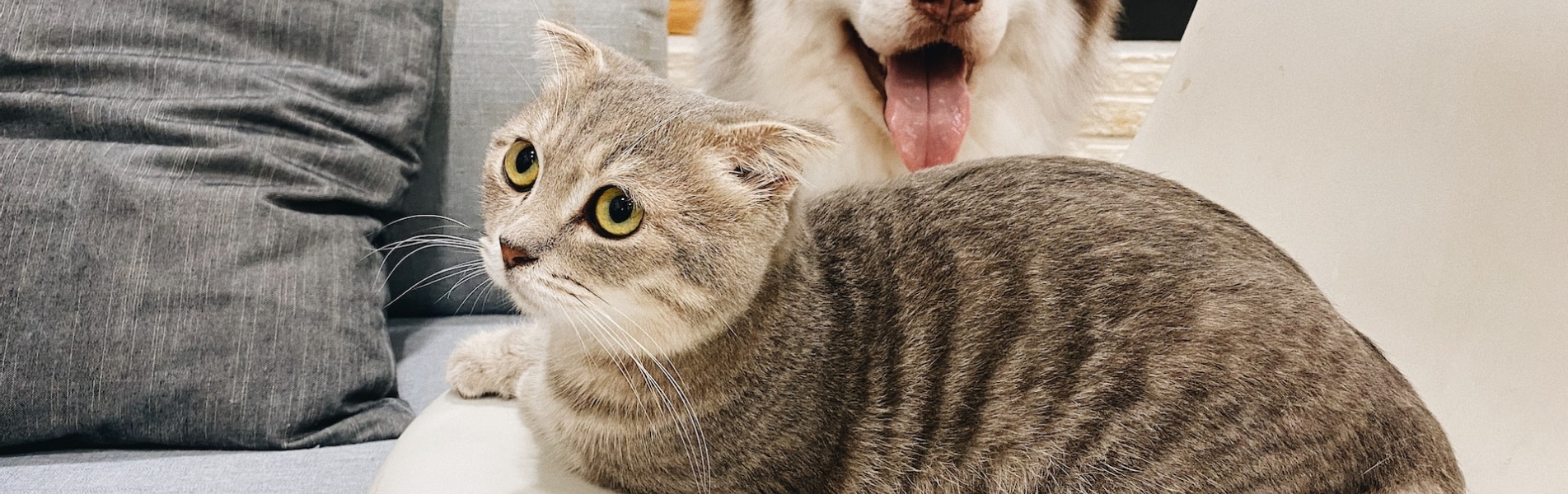 Cane e gatto domestici Cane e gatto domestici