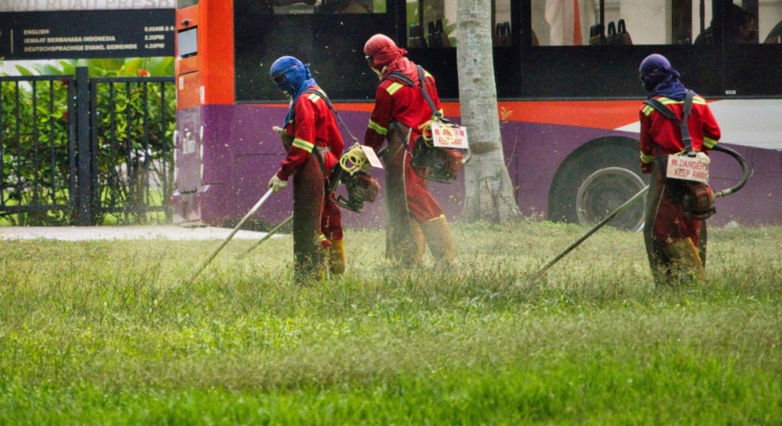 Taglio erba con decespugliatore Taglio erba con decespugliatore